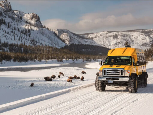 NEW YEAR 2024: THE WILD SIDE OF YELLOWSTONE